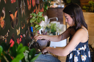 Plant Consultations