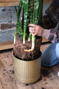 Plant Consultations